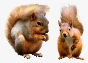 Transparent Background Squirrels Png