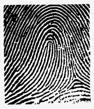 This Image Used For Decorative Purposes Only - Loop Fingerprint
