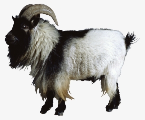 Free Goat Png Images - Mountain Goat Png