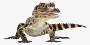 Baby Alligator Png - Lovlige Reptiler I Norge