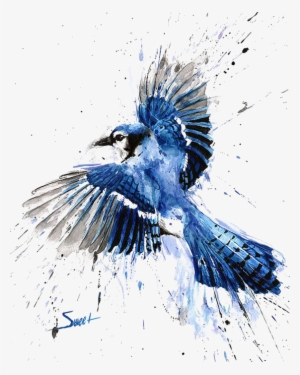 Bluejay Drawing Watercolor - Blue Jay Watercolor Painting