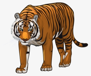 Tiger Hd Image Png