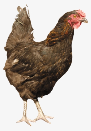 Chicken - Chicken With Transparent Background