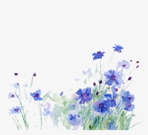 Cornflower Drawing Watercolor - You Have A Friend Who Checks