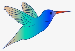 Parrot Photo No Background - Hummingbird Drawing Clip Art