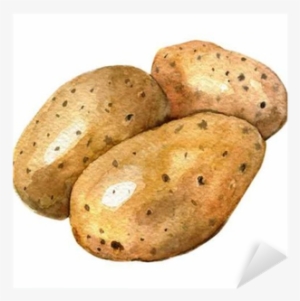 Pommes De Terre En Aquarelle