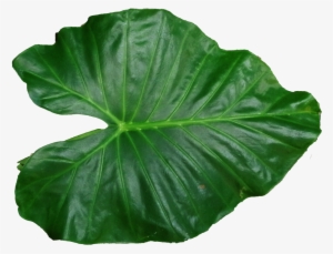 Leaf Png Pic - Leaf Png