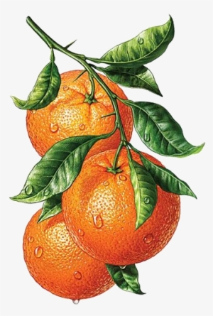 Vector Free Download Png Transparency Overlay For Personal - Dibujo De Frutas Naranjas