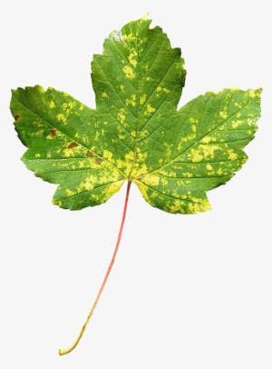 Maple Leaf Png Transparent Image - Maple