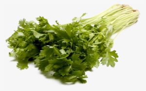Celery Transparent Watercolor - Large Stalk Celery Png