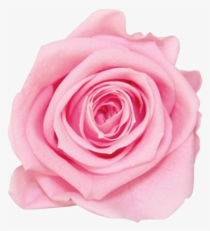 Light Pink Rose Png - Rose