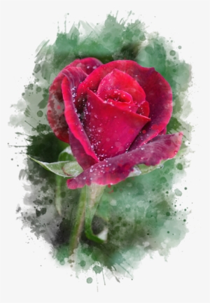 Red Rose Watercolor Art By Christina Rollo - Thank You Red Rose