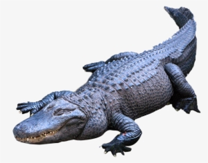 American Alligator Crocodiles Nile Crocodile