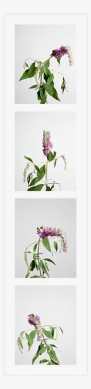 Butterfly Bushes - Bookcase