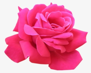 Pink Rose - Pink Rose Image Png