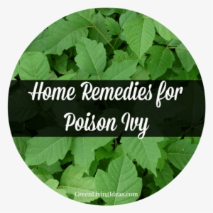 Home Remedies For Poison Ivy