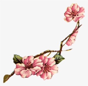 Watercolour Free Flowers Clip Art Coloring 18f April - Vintage Botanical Cherry Blossom