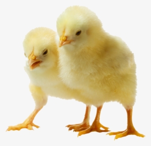 Download Amazing High-quality Latest Png Images Transparent - Png Image Of Chicks