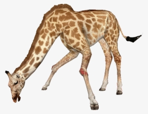 West African Giraffe - West African Giraffe Png