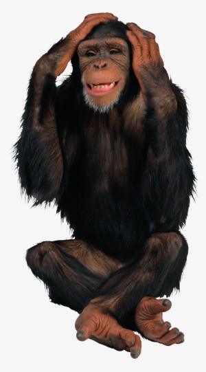 Monkey Png