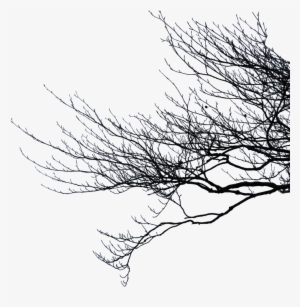 Picture Transparent Stock Branch Transparent Dead Tree - Branches Png