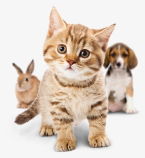 Small Cute Cat Png