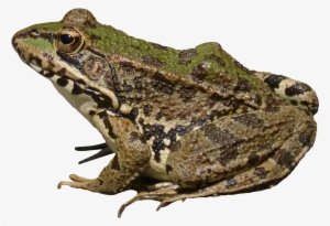 Frog Png