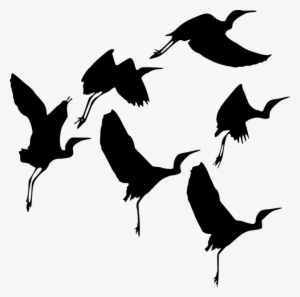 Silhouette, Bird, Fly, Wildlife, Flight, Gathering - Duckwing Silhouette Transparent Background