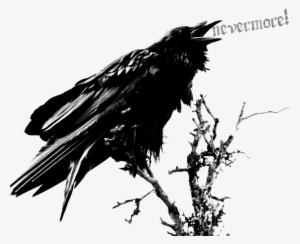 Raven Png