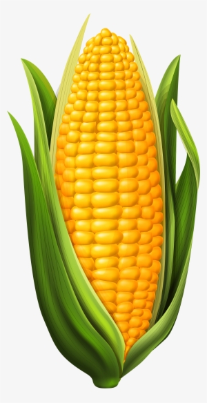 Corn Png Clip Art Image - Corn On The Cob Clipart