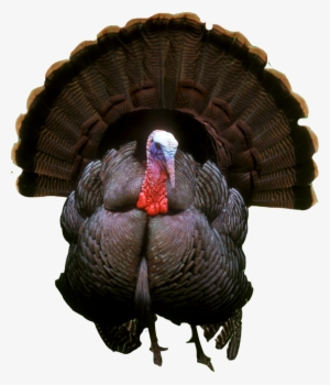 Turkey Png Photos - Turkey Png