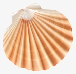 Sea Shell Png