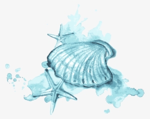 Seashell Watercolor Painting Illustration - Watercolor Painting