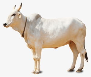 Sapi Qurban Video - Indian Cow Png