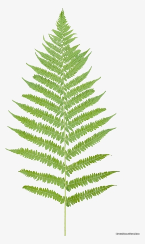 Tropical Ferns Png - Fern Leaf No Background