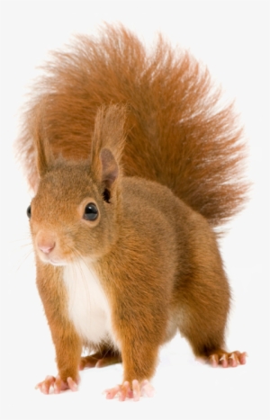 Red Squirrel Png