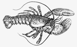 American Lobster Drawing Seafood Watercolor Painting - Vintage Lobster Illustration