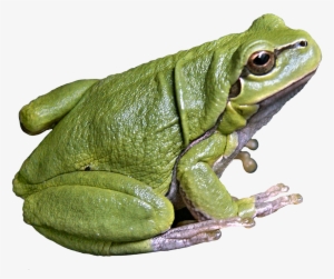 Frog Png Svg Freeuse Library - Eastern Spadefoot
