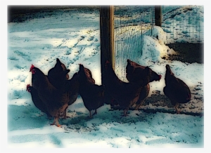 On Preparing Your Backyard Chickens For The Winter - Flock