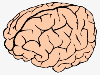 Brain - Brain Clipart No Background