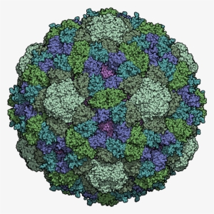 Phi X 174 Procapsid - Portable Network Graphics
