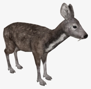 Siberian Musk Deer - Zoo Tycoon Japanese Serow