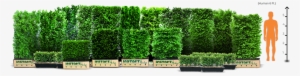 The Instanthedge Family Of Hedges Is Available In Three - Quickhedge Fagus Sylvatica - Beukhaag 100x120 Cm.