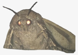 Get In Quick Before It Dies - Moth And Lamp Meme