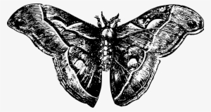 Icons Free And Downloads Graphic Freeuse Library - Moth Png