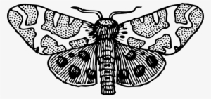 Moth Clipart Clip Art - Moth Clipart Black And White
