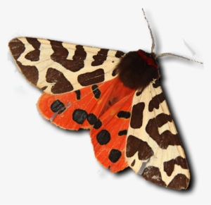 Tiger Moth - Garden Tiger Moth