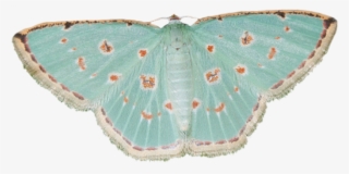 5 - Moths Transparent
