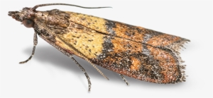 Pantry & Birdseed Moths - Indian Meal Moth