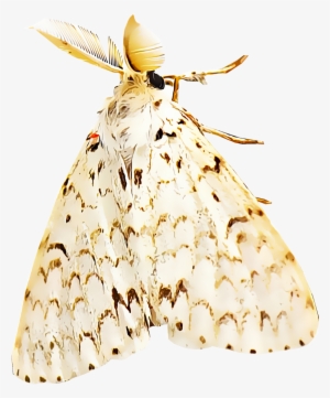 Gypsy Moths - Butterfly